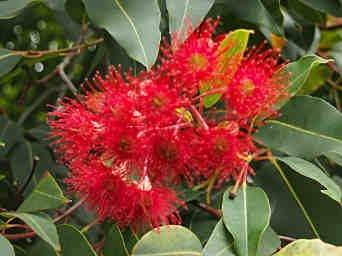 Waratah