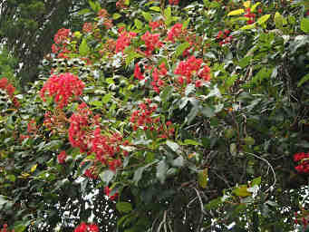 Waratah