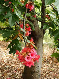 White Currajong