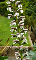 Oyster Plant