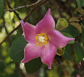 Norfolk Island Hibiscus