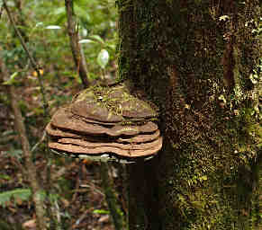 Fungus