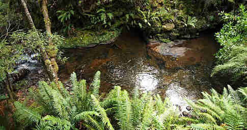 Platypus Territory