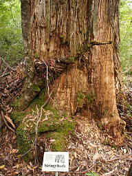Stringy Bark Eucalyptus