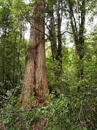 Stringy Bark Eucalyptus