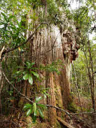 Stringy Bark Eucalyptus Burl