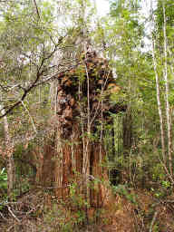Eucalyptus Burl