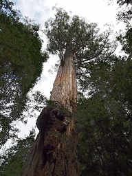 Eucalyptus Burl
