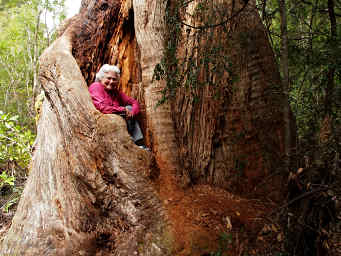 Dona in Big Eucalyptus