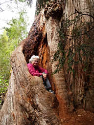 Dona in Big Eucalyptus
