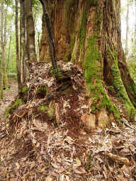 Bark Litter at Base of Stringy Bark Eucalyptus