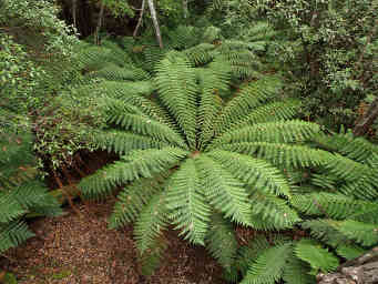 Big Fern