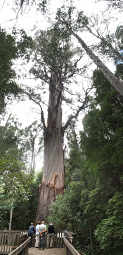 Eucalyptus Giant