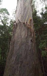 Stringy Bark Transition