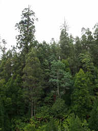 Mixed Temperate Rainforest