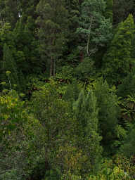Mixed Temperate Rainforest