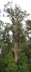 Big Eucalyptus
