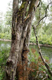 Huon Pine