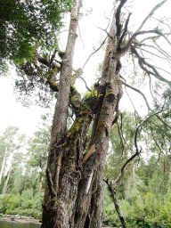 Huon Pine