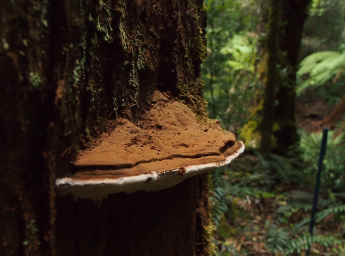 Fungus