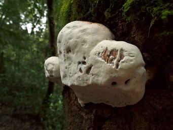 Fungus
