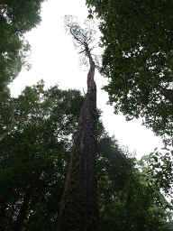 Blackwood
