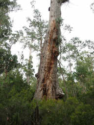 Eucalyptus with burls