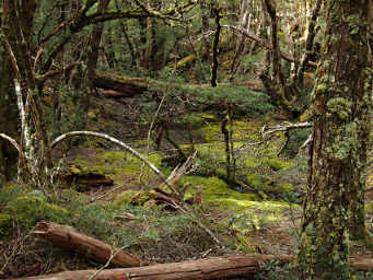 Moss Carpet
