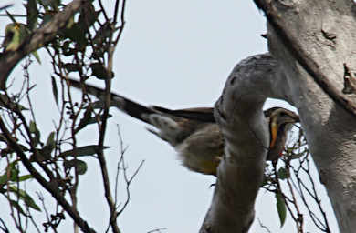 Yellow Wattlebird