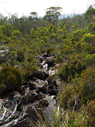 Rivulet