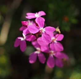 Pink Flower