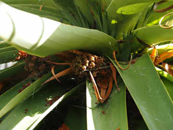 Man Fern Fruit
