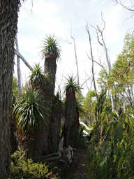 Man Fern Grove