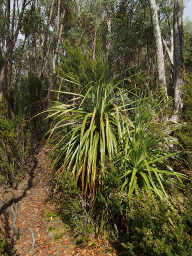 Man Ferns