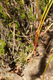 Man Fern Curly Leaf