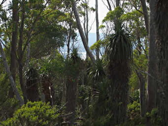 Man Fern Grove