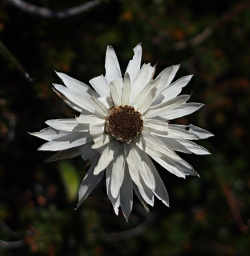Xxx White Flower