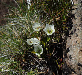 Xxx White Flower
