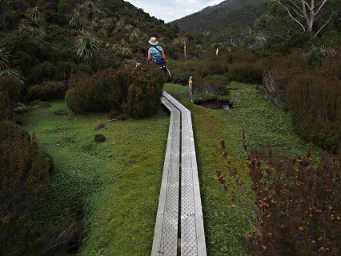 Boardwalk across Moss Carpet