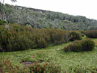 Moss Carpet