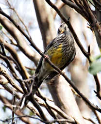 Yellow Wattlebird