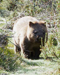 Wombat