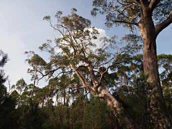 Leaning Eucalyptus