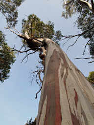 Eucalyptus Colored Bark / Underbark