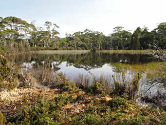 Pond