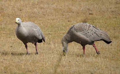 Cape Barren Goose