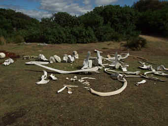 Whalebones