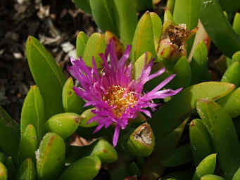 Xxx Flower