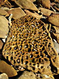 Honeycombed Sandstone filled with Pebbles