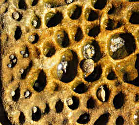 Honeycombed Sandstone filled with Pebbles